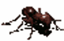 and pixelated red ant
