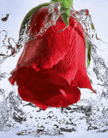 Beautiful Rose GIF - Beautiful Rose Flower GIFs