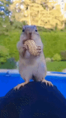 Squirrel Peanut GIF - Squirrel Peanut Squirrels GIFs