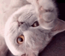 Grey Cat Pet GIF - Grey Cat Cat Pet GIFs