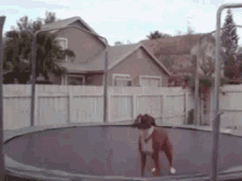 Trampoline GIF - Dog Jump GIFs