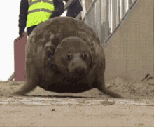 Seal Bouncing GIF - Seal Bouncing Plop GIFs
