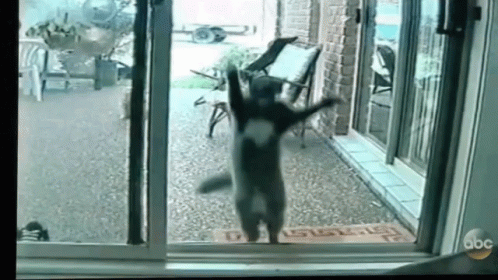Funny Aninals Cats GIF - Funny Aninals Cats Jumping - Discover & Share GIFs