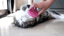 Spoiled Cat GIF - Pampered Spoiled Cat GIFs
