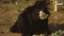 Bear Sloth Bear GIF - Bear Sloth Bear Shake GIFs