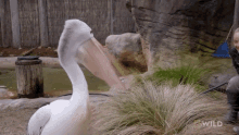 scratching an itch national geographic secrets of the zoo down australian pelicans take a walk pelican
