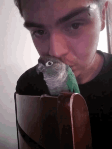 Conure Parrot GIF - Conure Parrot Selfie GIFs