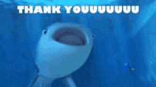 Thank Youuuuuuu GIF - Thank Youuuuuuu Whale Shark GIFs