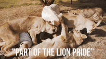Part Of The Lion Pride Dean Schneider GIF - Part Of The Lion Pride Dean Schneider Playing GIFs
