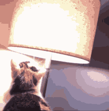 Cat Lamp Cat Smart GIF - Cat Lamp Lamp Cat GIFs