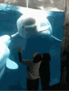 Dolphin Whale GIF - Dolphin Whale Beluga Whale GIFs