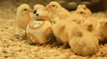 Star Wars Spoiler GIF - Chicks Starwars Funny GIFs