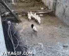 Black Sheep Loner GIF - Black Sheep Loner Funny Animals GIFs