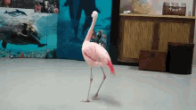 flamingo bird