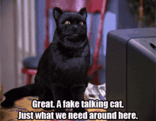 Because A Cat'S The Only Cat.Gif GIF - Because a cat's the only cat ...