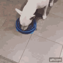 Bull Terrier GIF - Bull Terrier GIFs