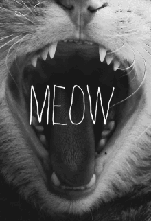 Meow GIF - Text Gifs Meow Cat GIFs