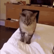 Cat Bless You Hello GIF - Cat Bless You Hello Kitty GIFs