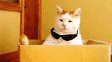 [Image: cats-cool.gif]