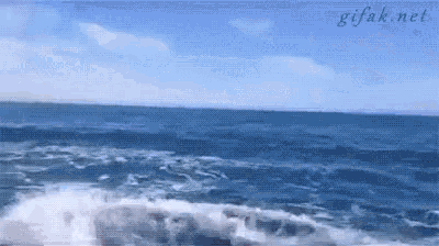 Whale Tail GIF - Whale Tail Boat - Discover & Share GIFs