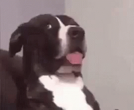 dogs-funny-look.gif