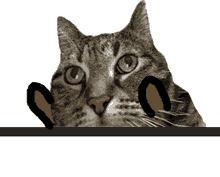 Bongo Cat Strabismus GIF - Bongo Cat Strabismus Cute Cat GIFs