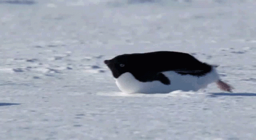 Penguin Adelie Penguin GIF - Penguin Adelie Penguin Slippers GIFs
