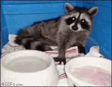 raccoon panda