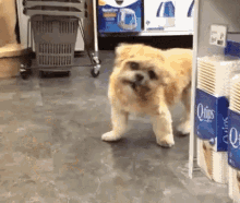 For Free GIF - For Free Dog Cute GIFs