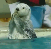 Shook Otter GIF - Shook Otter Funny Animals GIFs