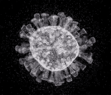 covid19 sarscov2 cell virus covid19 sarscov2 cell virus