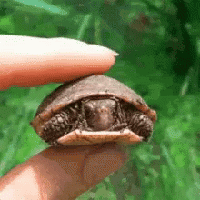 Funny Animals Turtle GIF - Funny Animals Turtle Shook GIFs