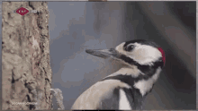 Woodpecker Slow Motion Super Slow Motion GIF - Woodpecker Slow Motion Woodpecker Slow Motion GIFs