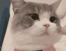 Dimden Nataon GIF - Dimden Nataon Cat GIFs