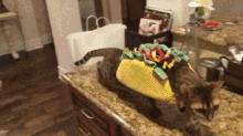 Taco Cat GIF - Taco Cat Tacos GIFs