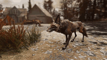 fox animal