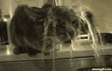 Cats Funny Animals GIF - Cats Funny Animals Summer GIFs