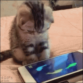 i-phone-cat-playing-with-iphone.gif