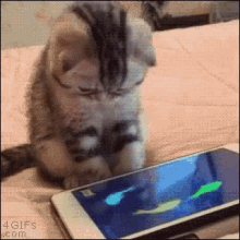i phone cat playing with iphone kitty fish