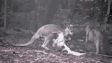 Kangaroo Fight GIF - Kangaroo Fight Turfwar GIFs