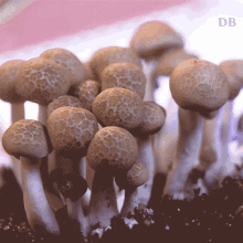 doubleblind fungi