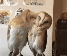 Owl Kiss GIF - Owl Kiss Cute GIFs