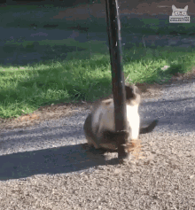 dancing playing work pole cat