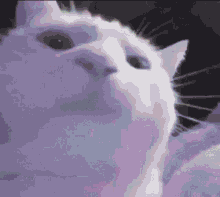 Cat Meme GIFs  Tenor