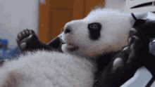 Nikku Panda GIF - Nikku Panda GIFs