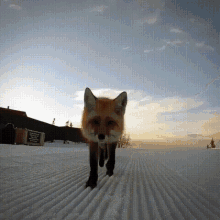Fox Cute GIF - Fox Cute Animal GIFs