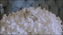 Cat White GIF - Cat White Styro GIFs