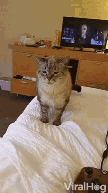 Viralhog Cat Fight GIF - Viralhog Cat Fight Sneezing GIFs