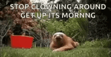 Slow Sloth GIF - Slow Sloth Crawl GIFs