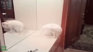 cats-cat-fight.gif